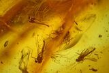 Fossil Springtail (Collembola) & Flies (Diptera) In Baltic Amber #150739-1
